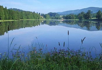 Nejdek