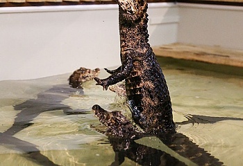 Krokodýlí zoo Praha