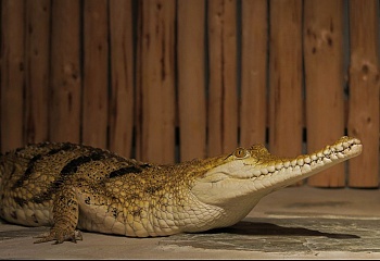 Krokodýlí zoo Praha