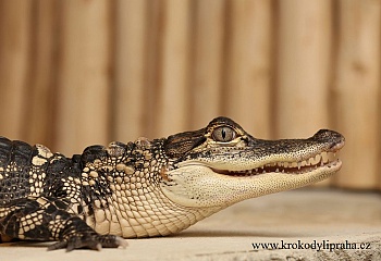 Krokodýlí zoo Praha