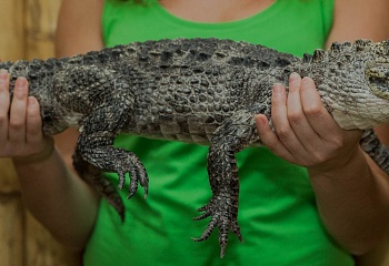 Krokodýlí zoo Praha