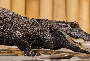 Krokodýlí zoo Praha