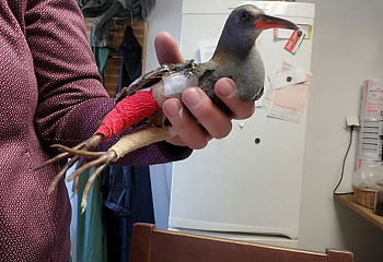 Záchranná stanice AVES Brandýsek - Olšany