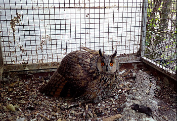 Záchranná stanice AVES Brandýsek - Olšany