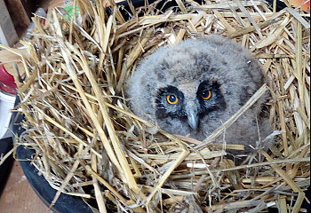 Záchranná stanice AVES Brandýsek - Olšany