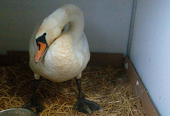 Záchranná stanice a ekocentrum Pasíčka, Bor u Skutče