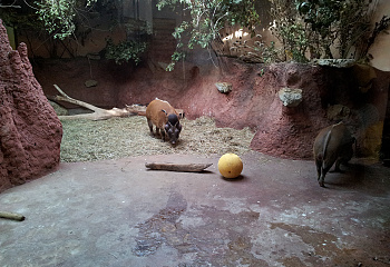 ZOO Praha