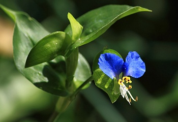 Botanická zahrada Flora Olomouc