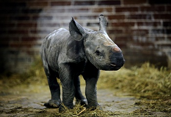 ZOO Dvůr Králové