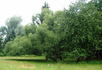 Skalička