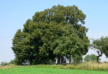Mladějov