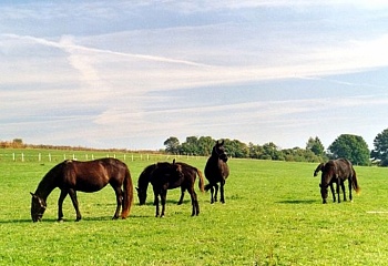 Bernartice nad Odrou