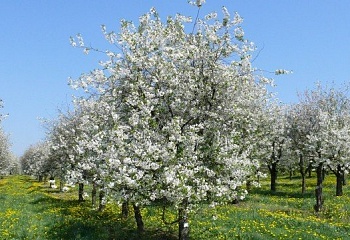 Klokočí