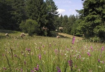 Kateřinice