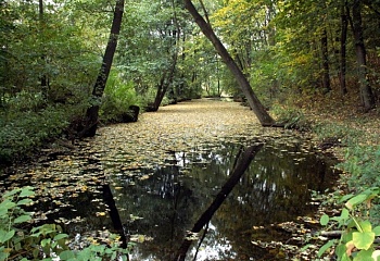 Brandýs nad Orlicí