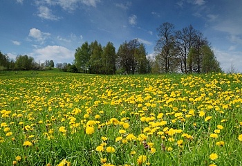 Lidečko