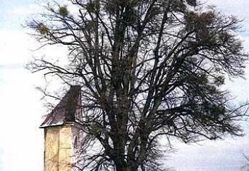 Mikolajice