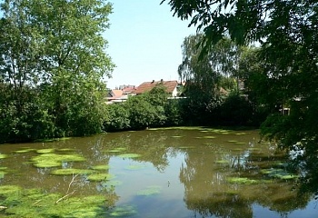 Tuř