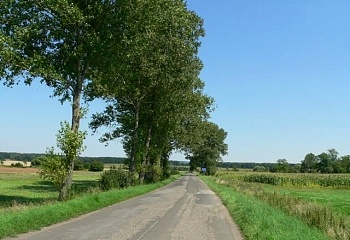 Tuř