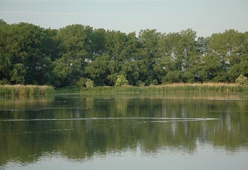 Veliš