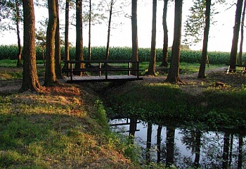 Vrbice