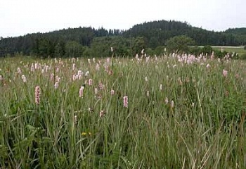 Česká Čermná