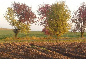 Vestec