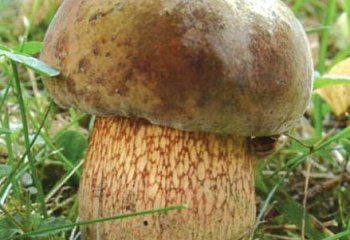 Nové Město nad Metují