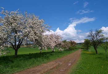 Provodov-Šonov