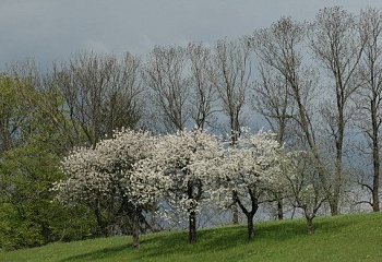 Rybná nad Zdobnicí