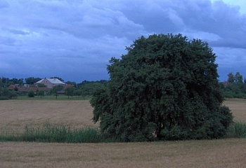 Vápno