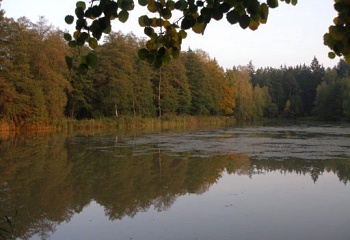 Bednárec