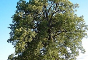 Horní Bradlo