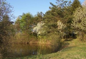 Pařezov