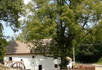 Býkovice