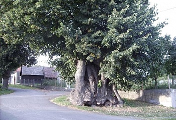 Úboč