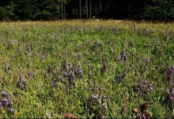 Olešnice v Orlických horách