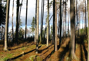 Pačejov