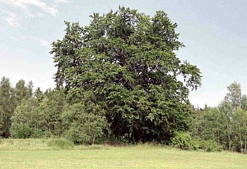 Moravecké Pavlovice