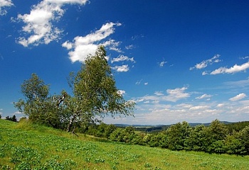 Sejřek