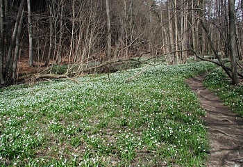 Skorotice
