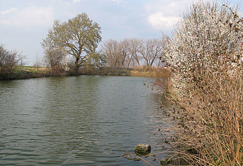 Bořanovice