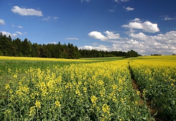 Věchnov