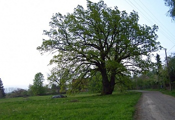 Čejkovice