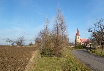 Orel