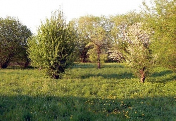 Horušice
