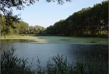 Vitčice