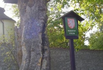 Hvozdec