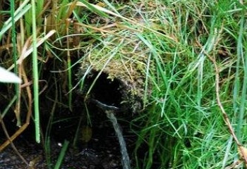 Vlčkovice v Podkrkonoší