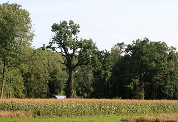 Mochov